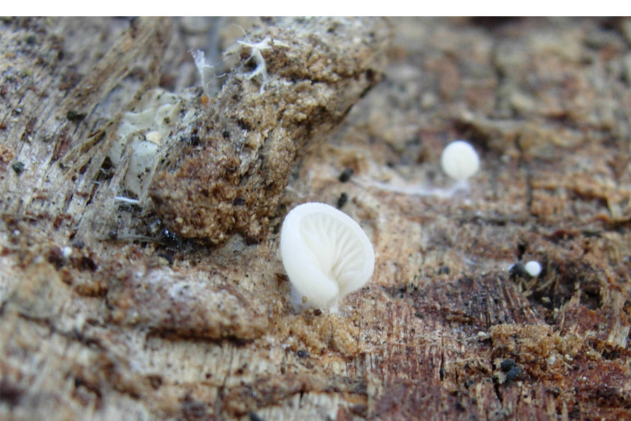 tanti funghi